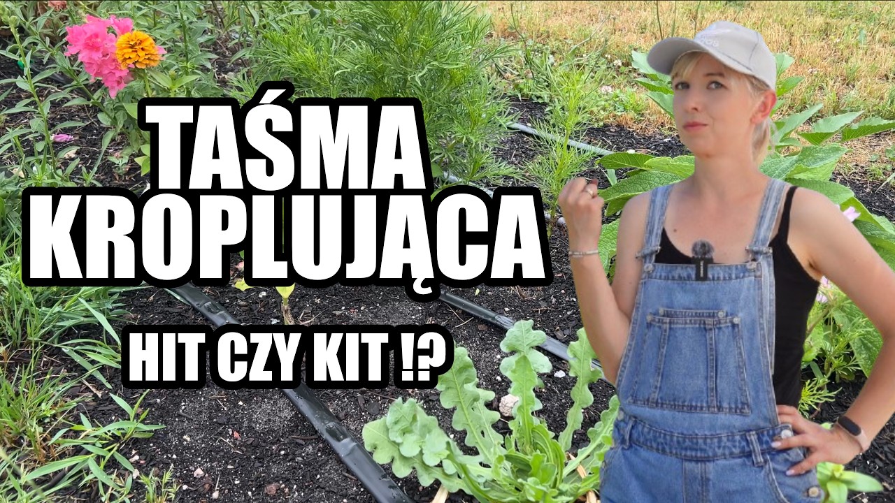 Zakładam taśmę kroplującą na rabaty – krok po kroku i moje spostrzeżenia