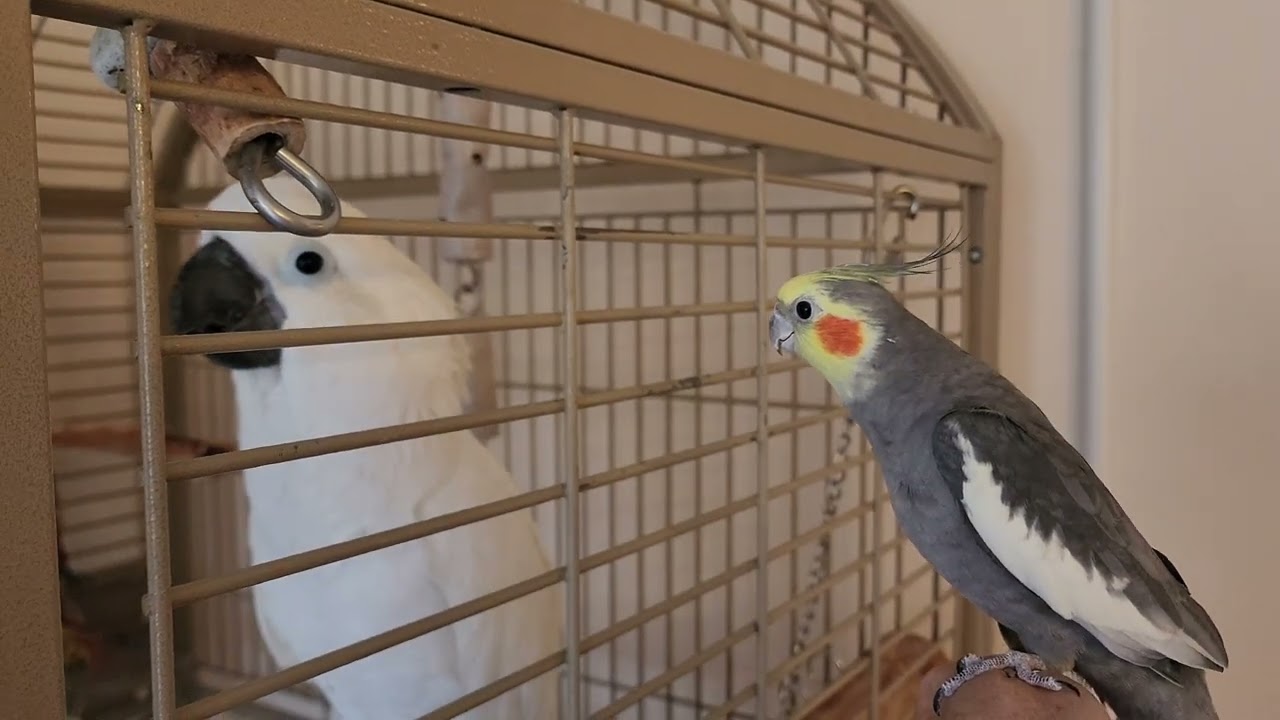 2 Chickens: Onni Cockatoo And Sunny Bird