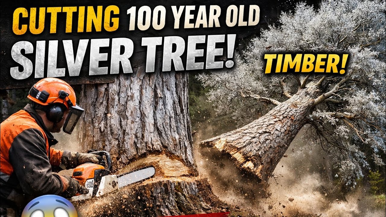 🌲🪾CUTTING ( 100 🪵)YEARS OLD SILVER TREE🪾🪾🌳| @NaTuRaL_ChEaf_HuNt #nature  🌲🌲