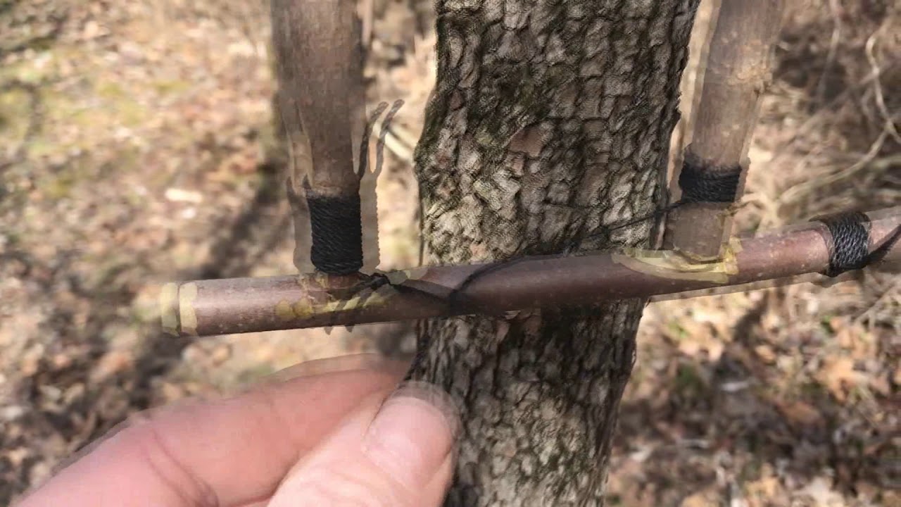 Limb line Hook Set Device from natural materials