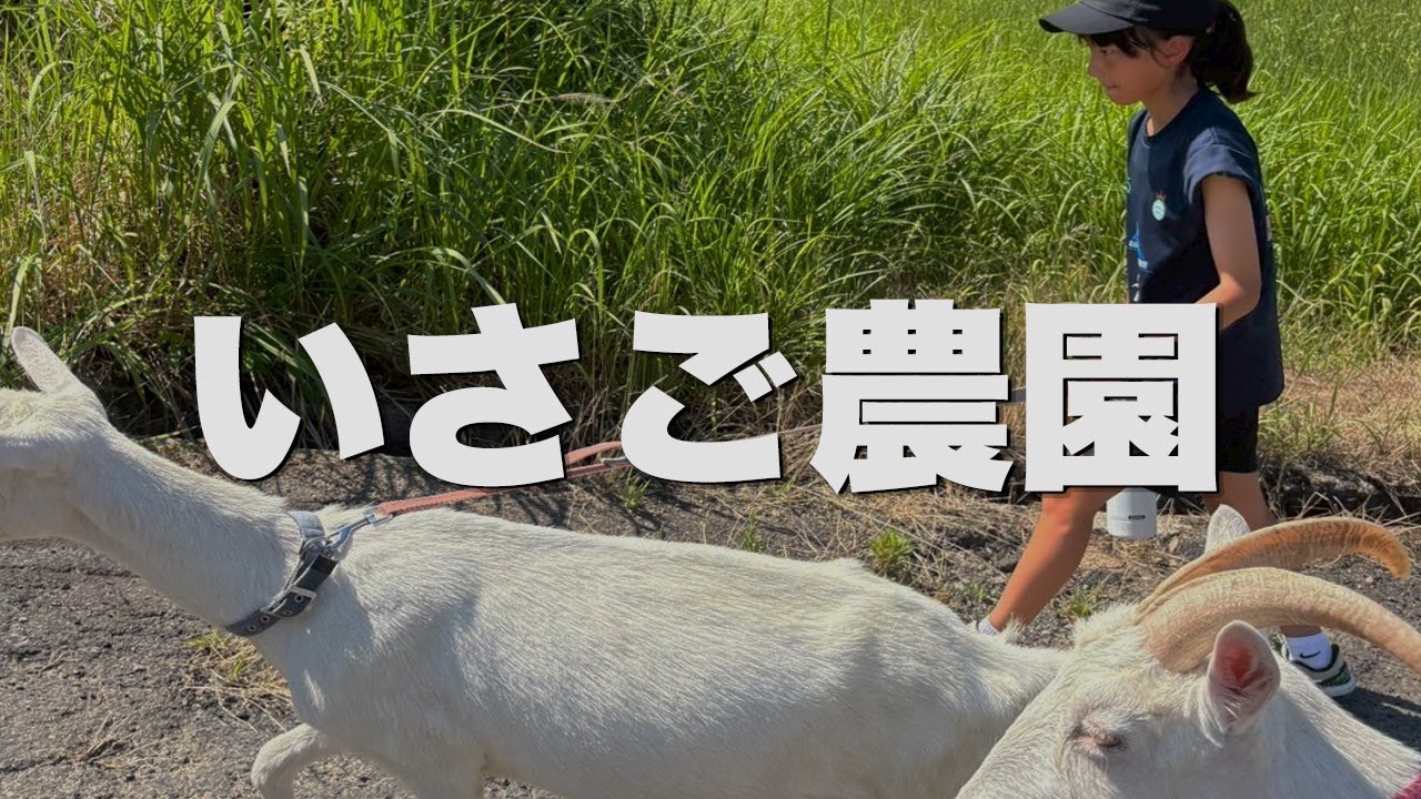 今年の夏合宿1日目は【いさご農園さん】の見学をさせていただきました！水耕栽培とか有機栽培とか難しかったけど、本当に貴重な体験でした⭐️