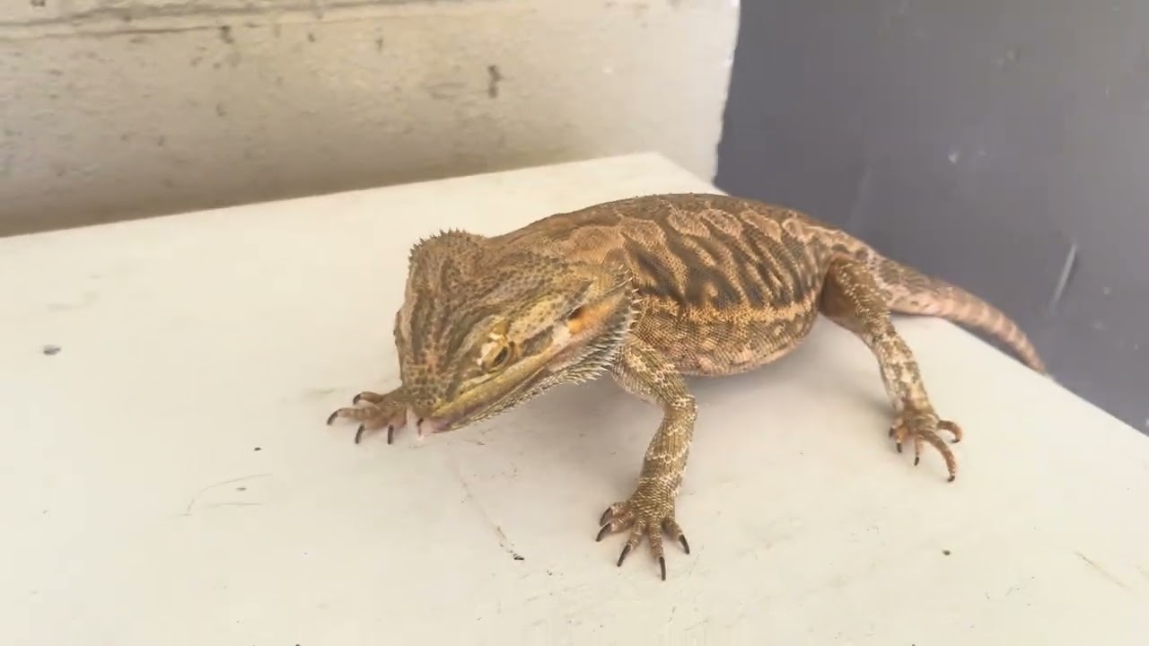 Bearded Dragon feed time