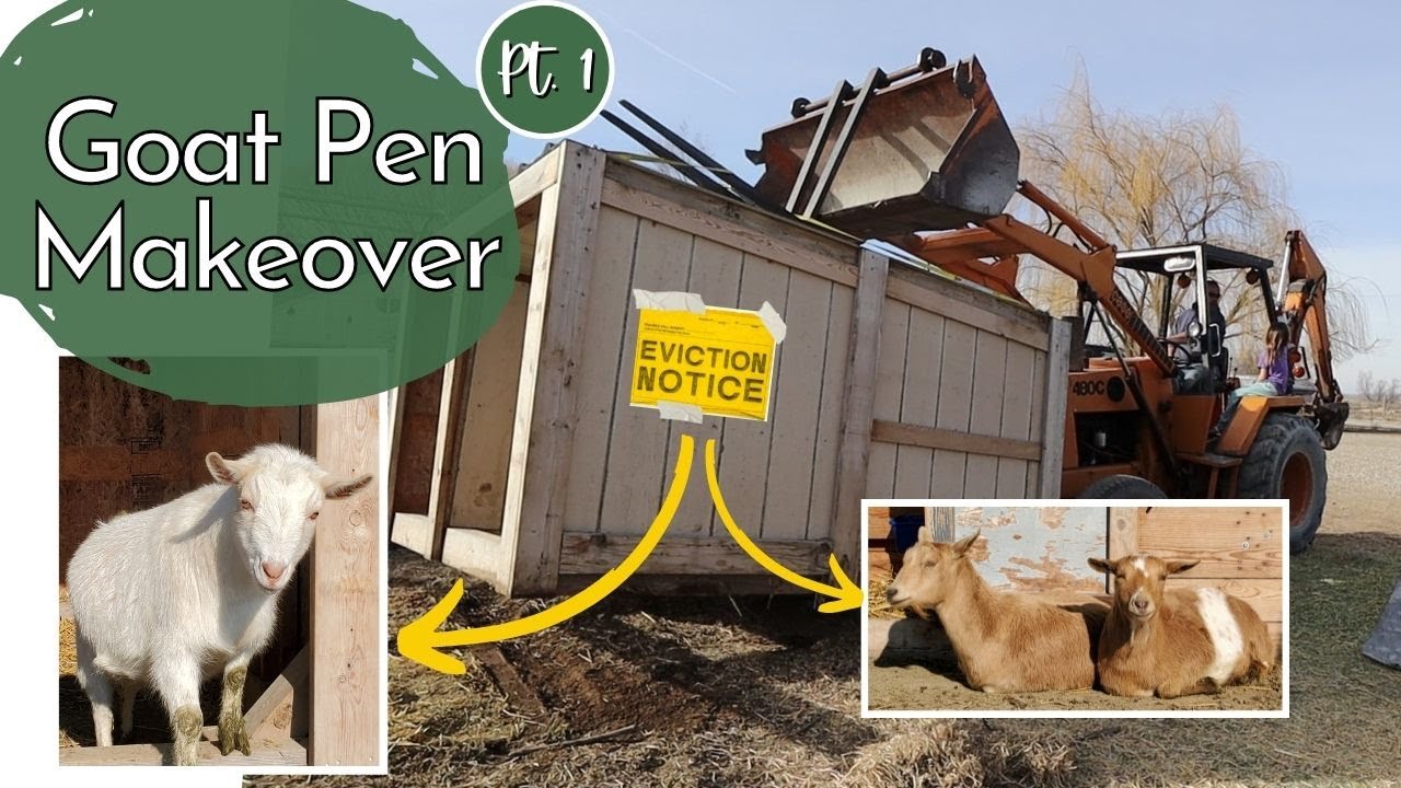 EVICTED! The pregnant goats are getting KICKED OUT of their home! | Goat Pen Makeover Pt. 1