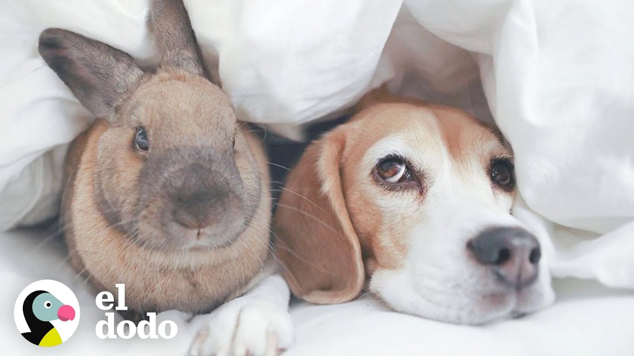Beagle y conejo son mejores amigos | El Dodo