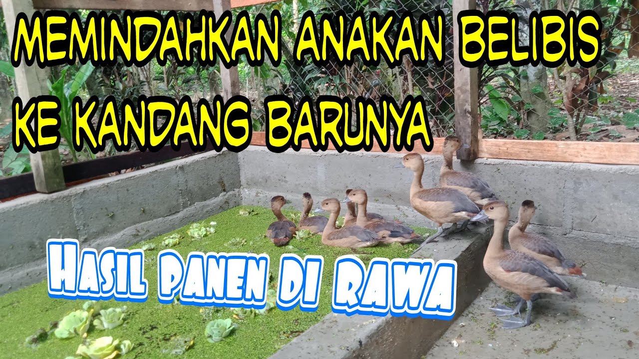 Memindahkan anakan belibis ke kandang baru