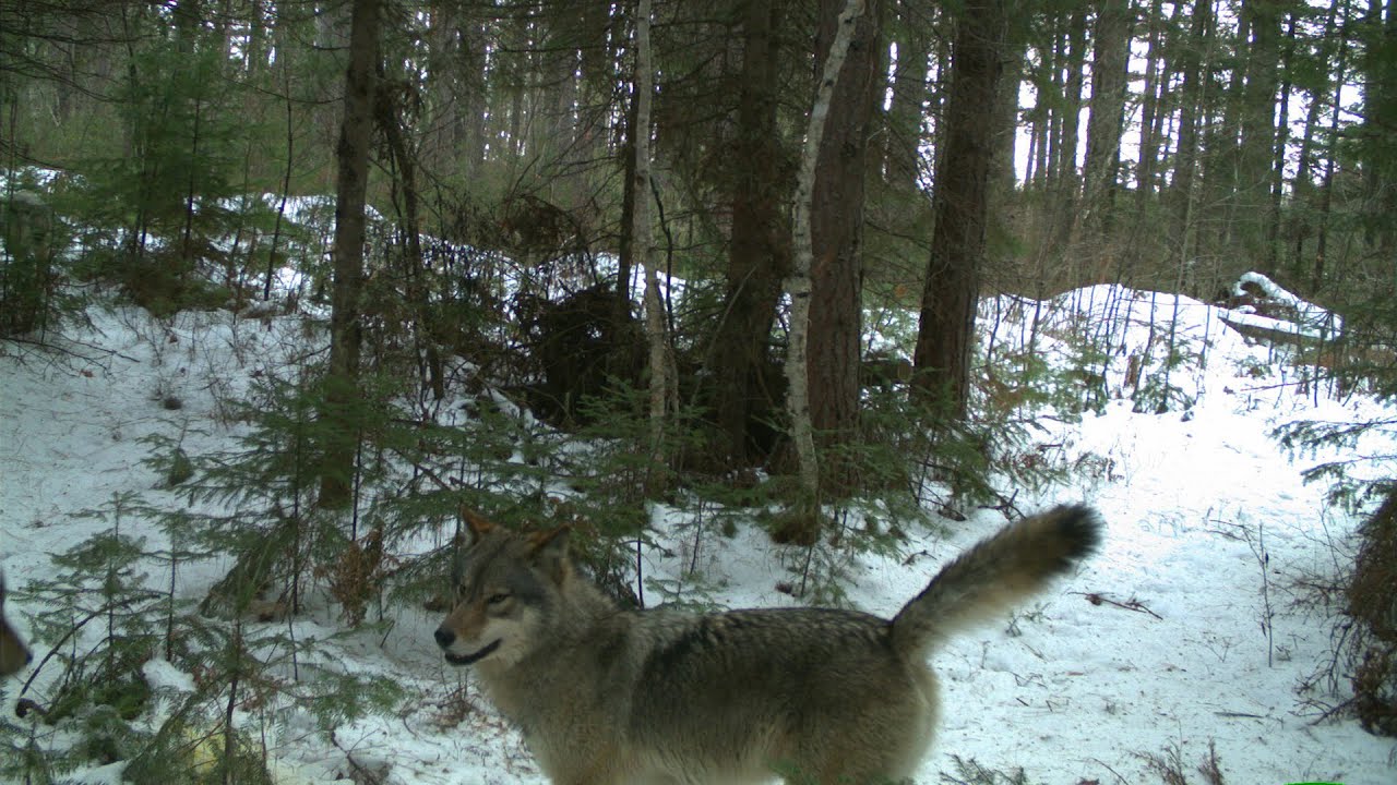 Sur la piste des loups
