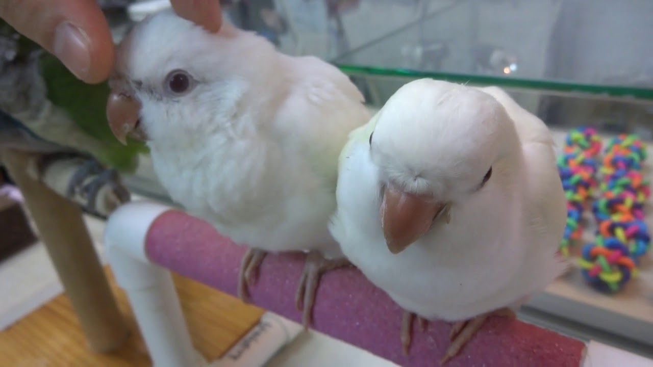 2017.9.14 えとぴりかＮＡＧＯＹＡ　オキナインコ
