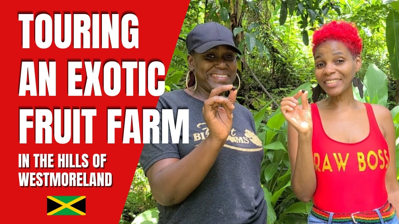 Exotic Fruit Farm Tour in Westmoreland Jamaica (Part 1) - YAAD TRODZ
