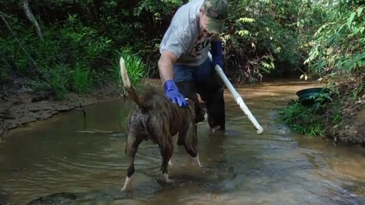 South Carolina Gold Prospecting - tested 2 creeks, found color and a pit bull Homemade PVC shovel