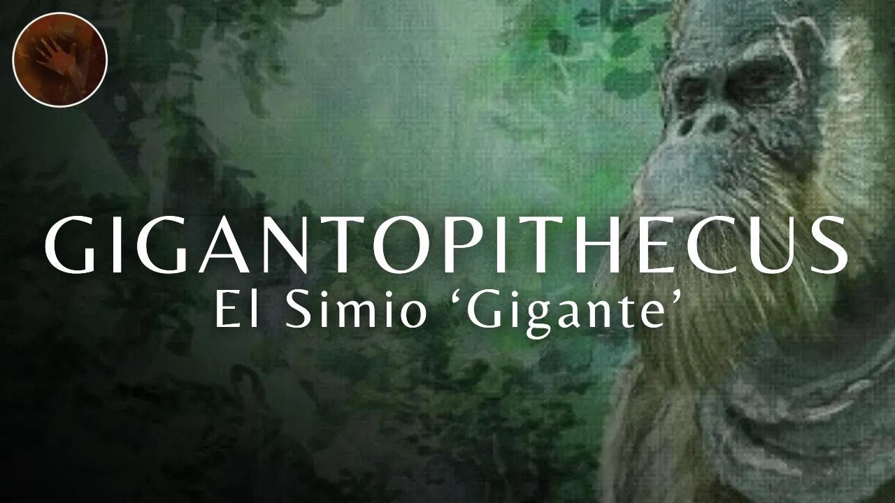 Gigantopithecus: El simio más grande que existió | Documental prehistórico.
