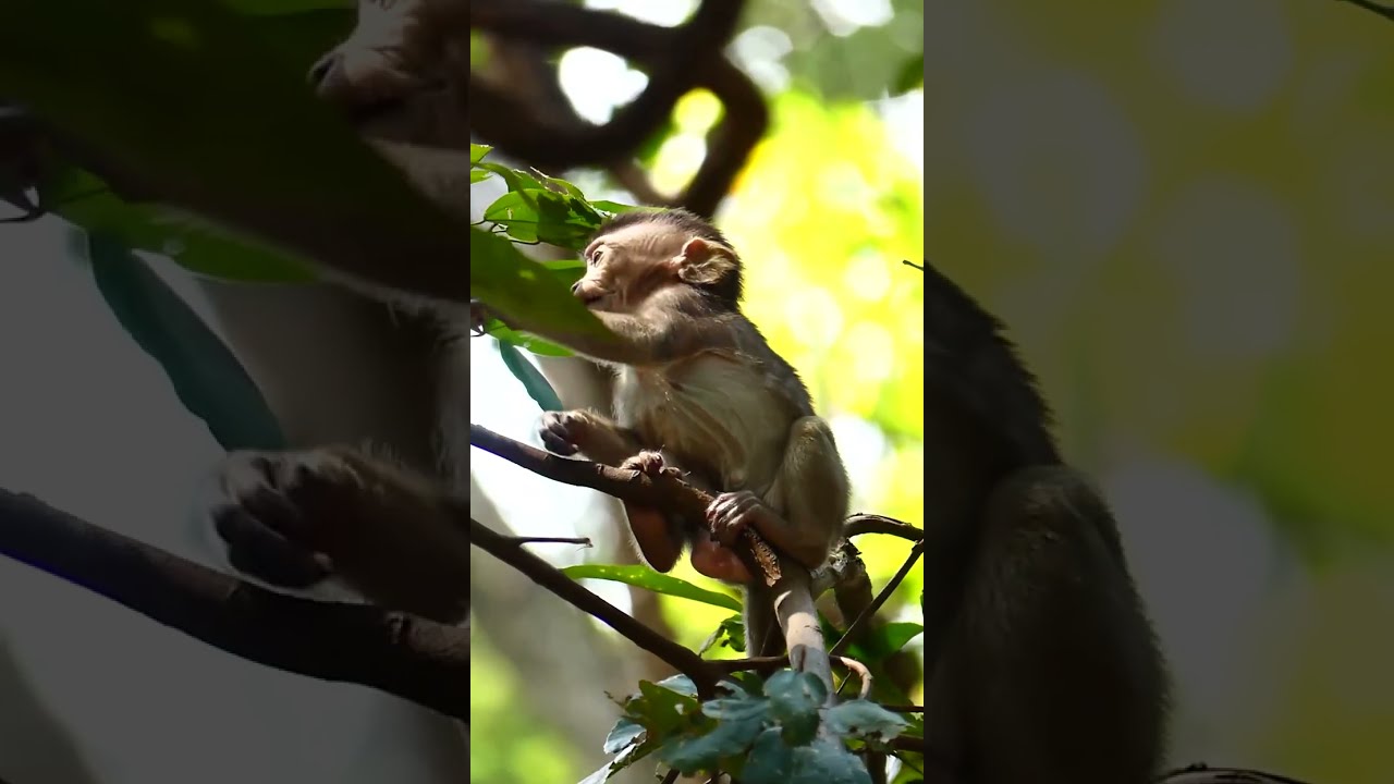 Climbing is natural skill look like exercise, How little monkey brooke performance?