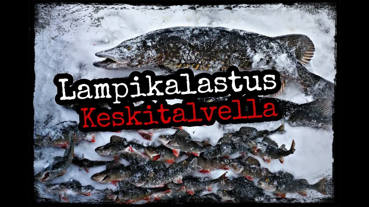 Ahvenen pilkintää keskitalvella tasapainolla lammesta 2021!