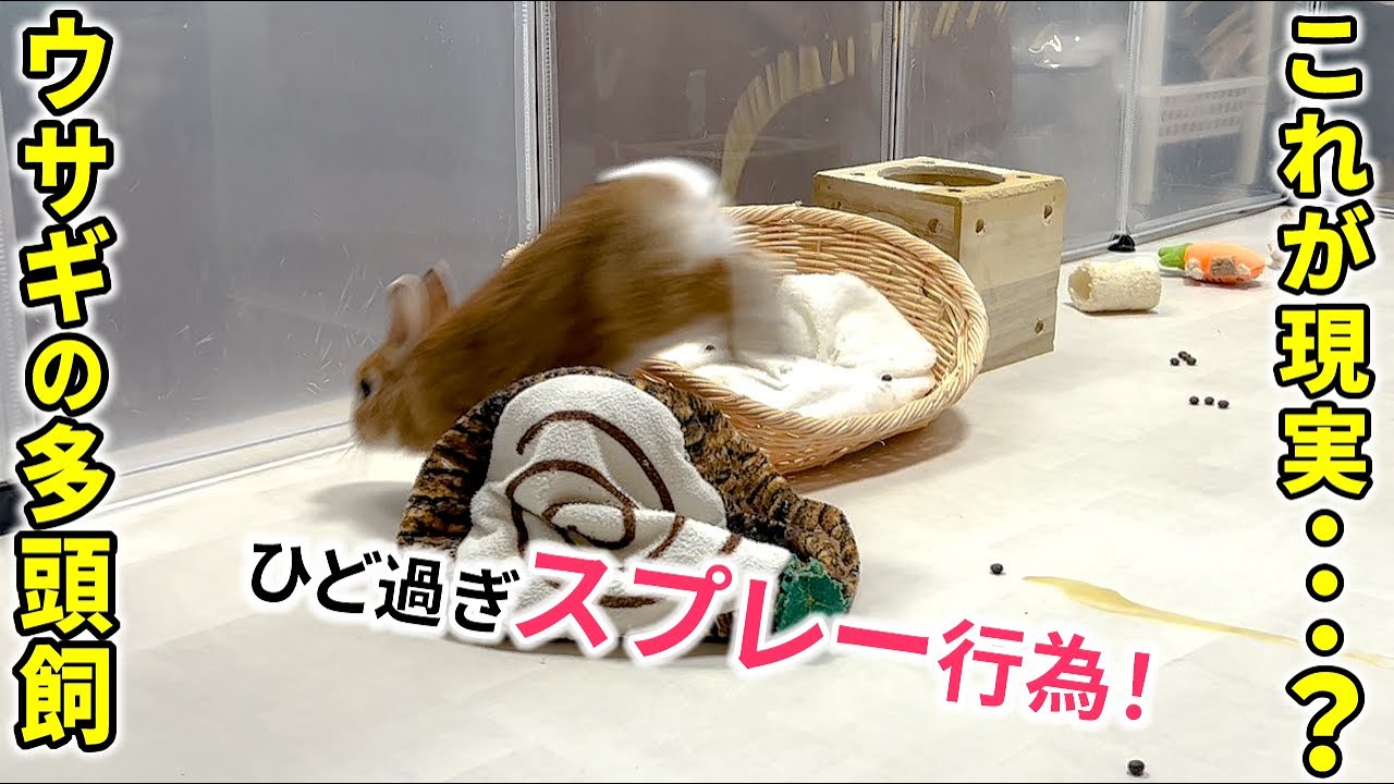 【多頭飼いの現実】大量のおしっこ攻撃！スプレー行為がひどいうさぎのへやんぽ【ネザーランドドワーフ「きなこ」】