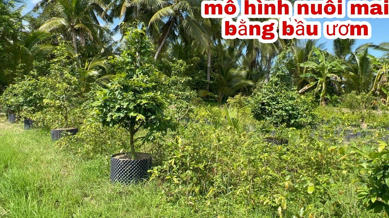 Mô hình trồng mai nguyên thủy trong bầu ươm v6 đạt hiệu quả