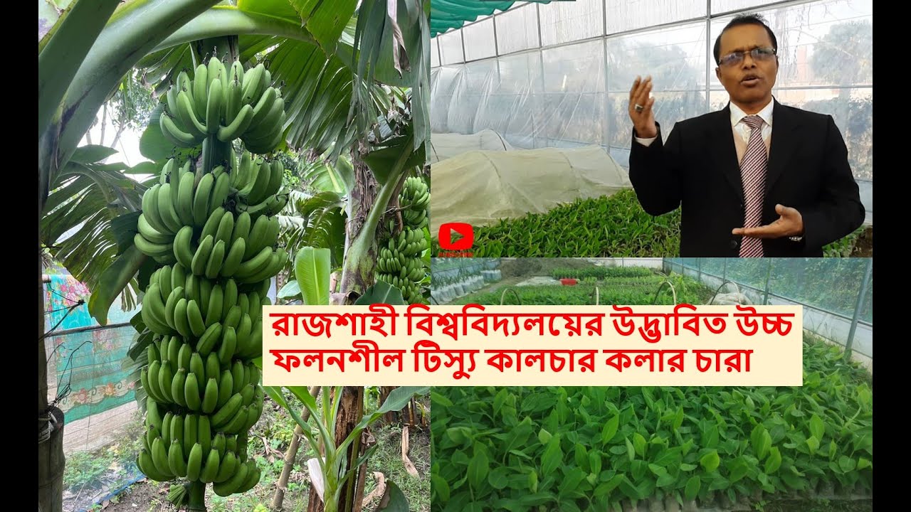 রাজশাহী বিশ্ববিদ্যালয়ের উদ্ভাবিত টিস্যু কলার চারা লাগান  অধিক লাভবান হউন।