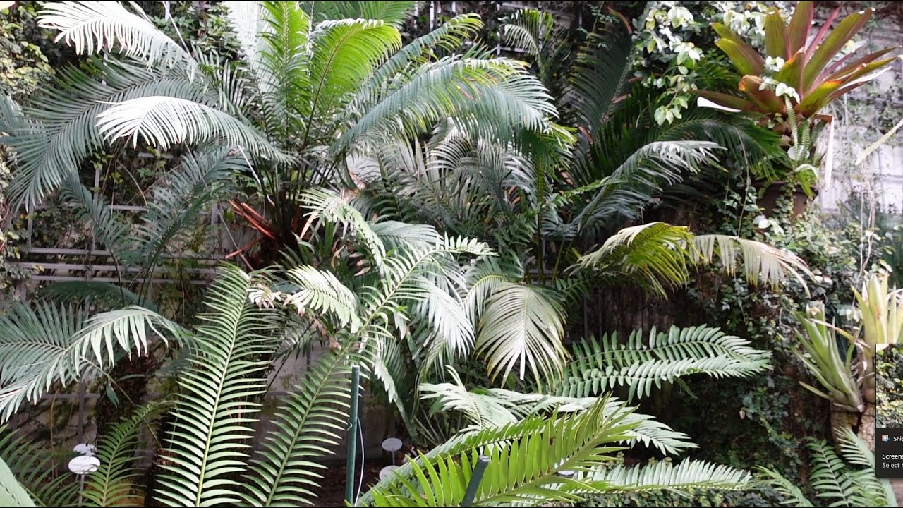 Royal Botanic Gardens of Madrid, Spain - Greenhouses