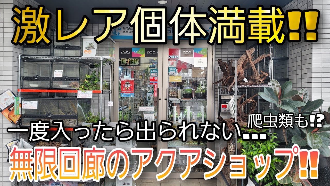 無限回廊⁉一度入ったら出られない激レア大量のアクアショップ‼　aquarium　アクアリウム　金魚　大型魚　熱帯魚　グッピー 　シュリンプ　水草　爬虫類