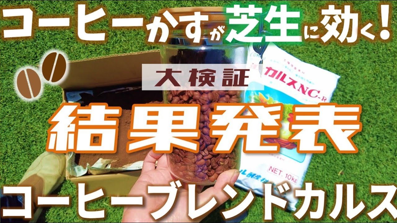 【一ヶ月検証】コーヒーかす＆微生物で芝生土壌改良（検証結果発表！）