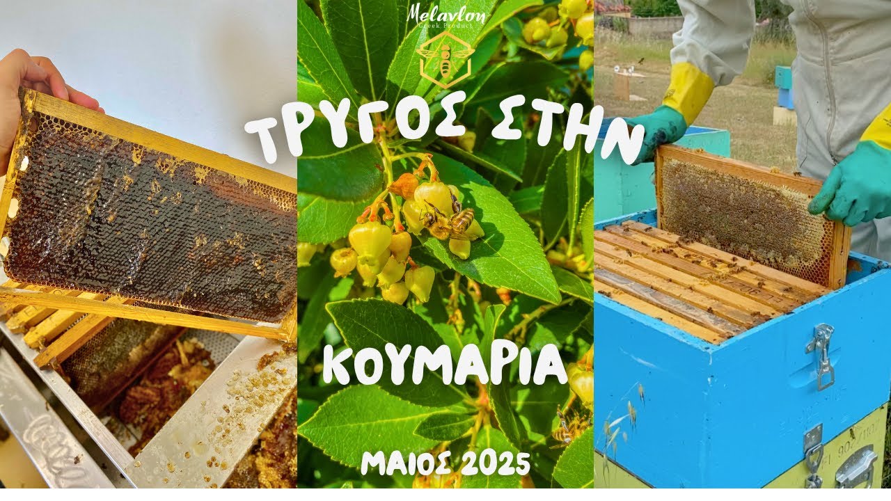 Τρύγος κουμαριάς πριν την μεταφορά. Μάιος 2025