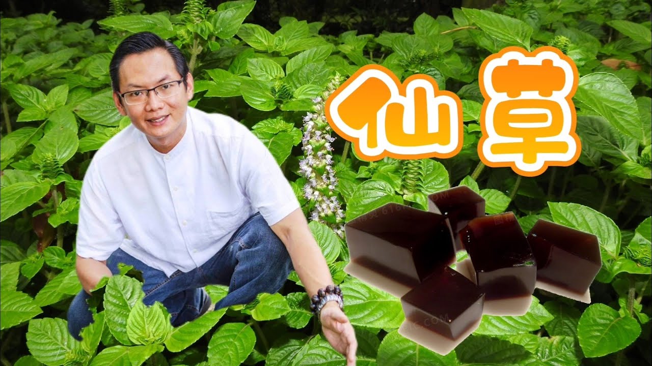 草药介绍：仙草/凉粉草