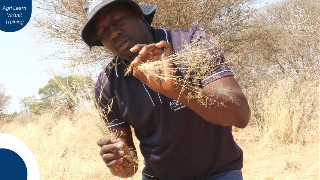 Plant Succession Part 2 - Understanding Perennial and Annual Grasses