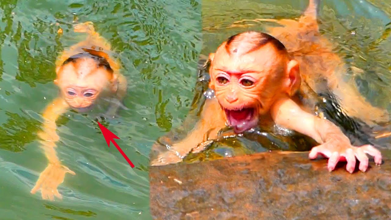 Baby Jovi monkey swimming with mom Joyce