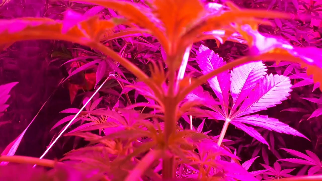 MOBY DICK AUTO XXL - DIA #40