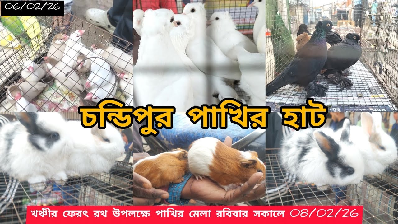 চন্ডিপুর পাখির হাট।। খঞ্চীর ফেরৎ রথ উপলক্ষে পাখির মেলা।। price update @Smanimalscare99 