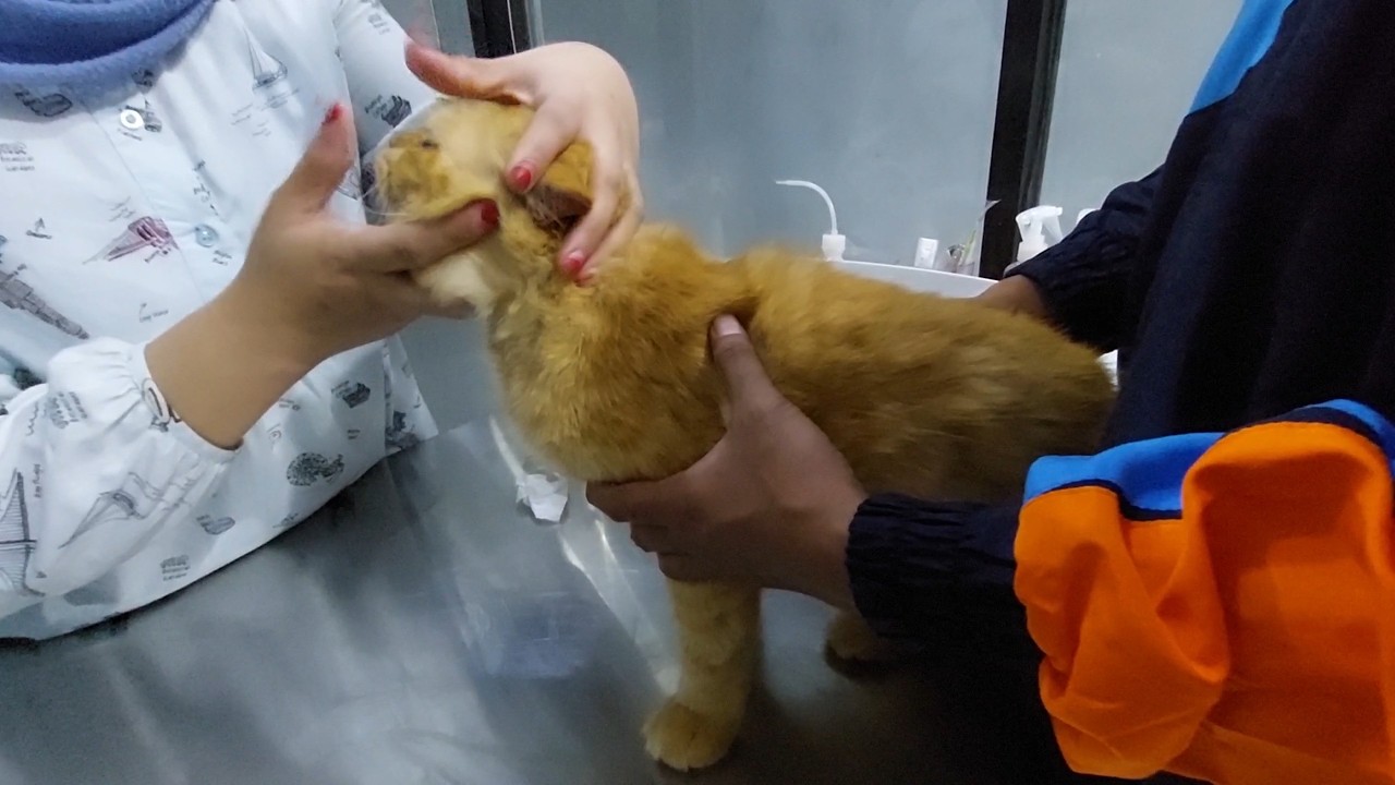 Cek kesehatan Dulu Si Oyen