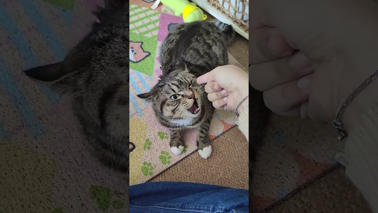 The Heart-Wrenching Moment: My Cat's First Cry Missed