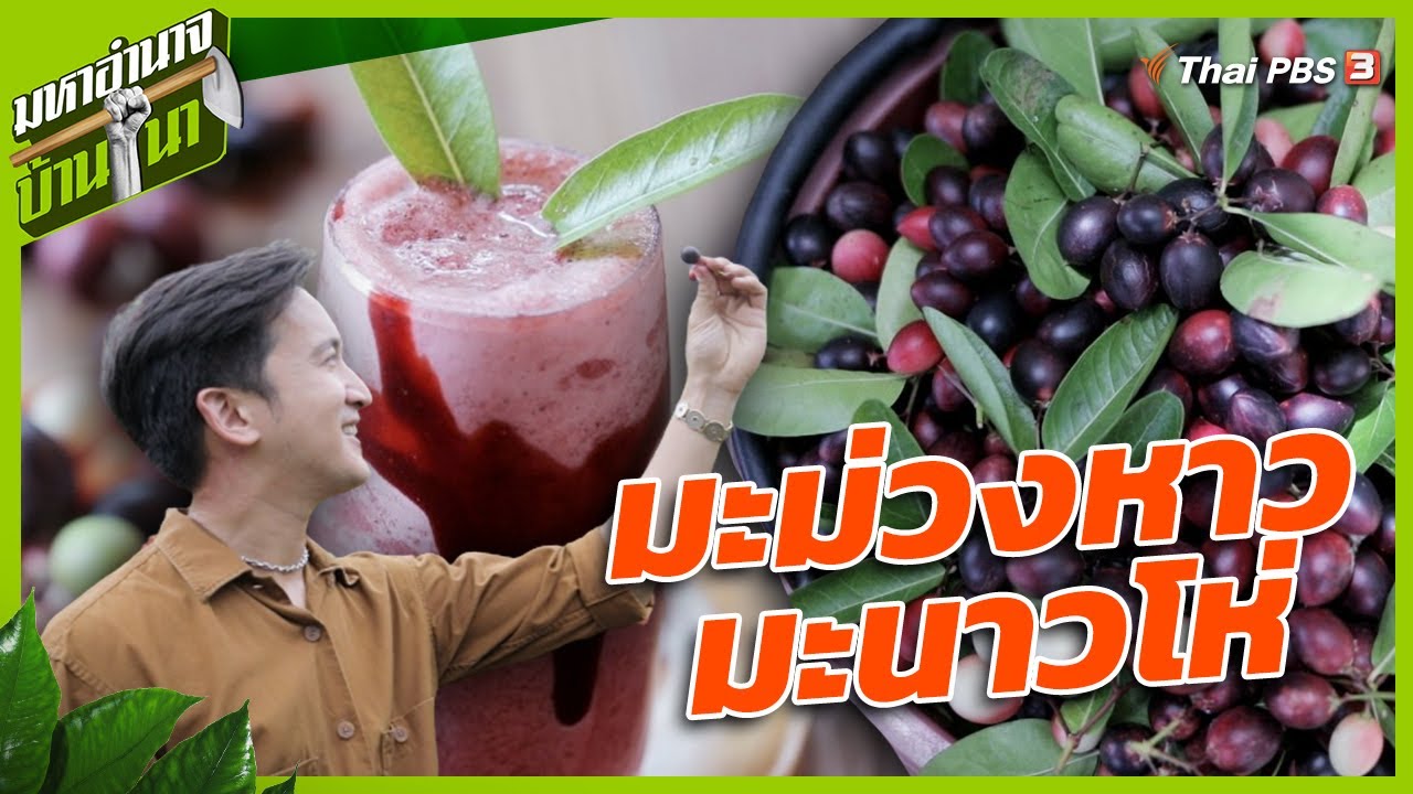 มะม่วงหาวมะนาวโห่ เบอร์รีจากวรรณคดีไทย | มหาอำนาจบ้านนา