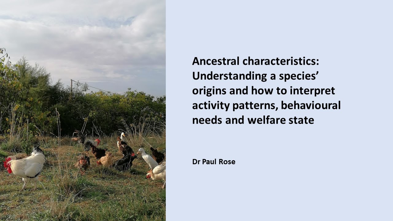Understanding a species' ancestry to help understand behaviour and welfare