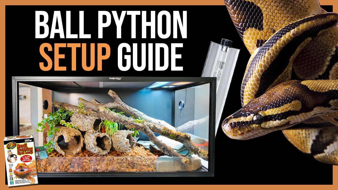 Ball Python Setup!
