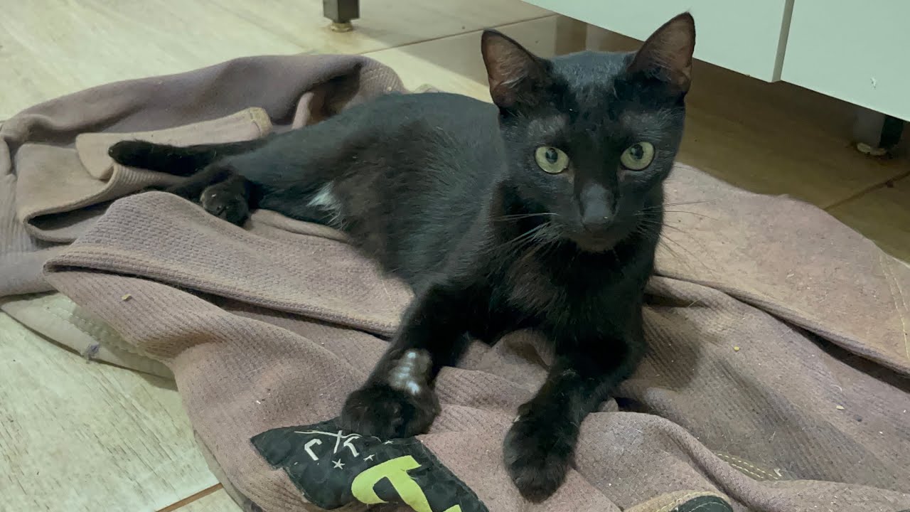 Júlio foi parar na emergência do veterinário. 😰