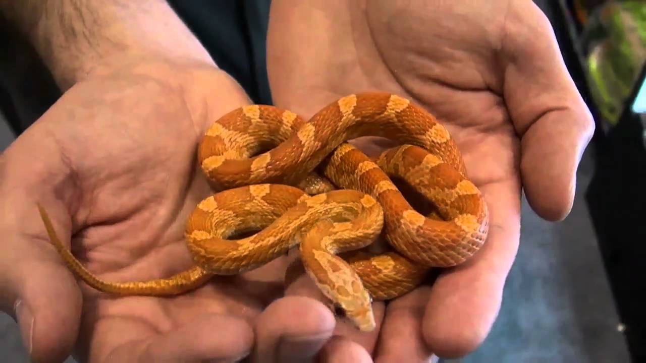 Buy High Quality Corn Snakes - Over 50 Color Morphs For Sale