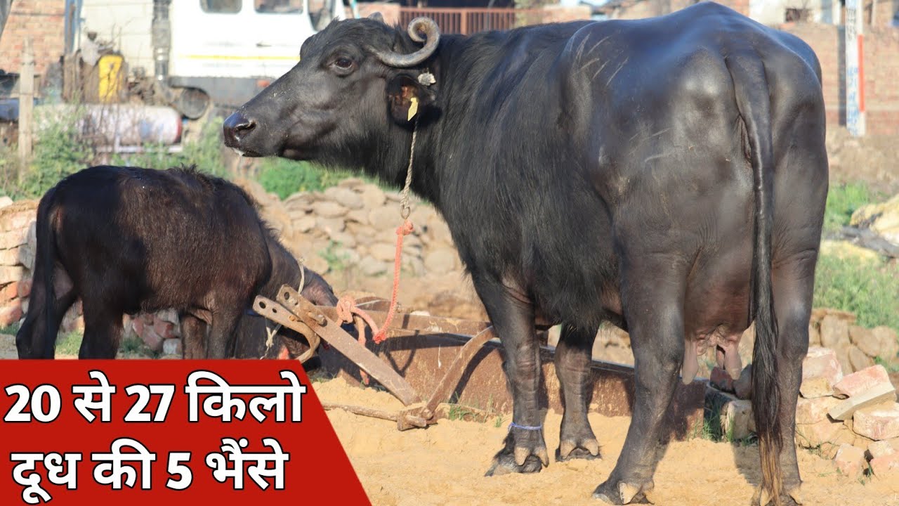20 से 27 किलो की पाँच भैंसे, एक ही जगह || Balwan Fouji, Dujana (8684045366)
