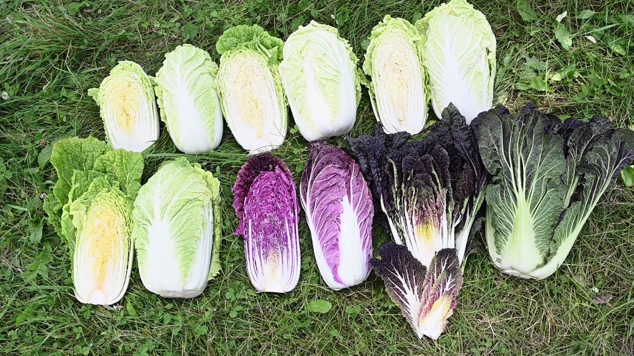 Chinese Cabbages | from Johnny's Selected Seeds