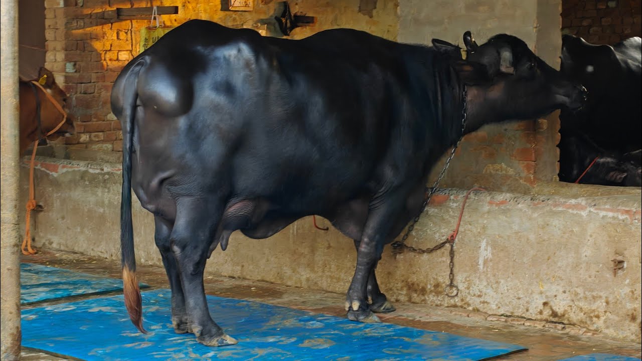 4 ਪਸ਼ੂ ਵਿਕਾਊ, 4 Animals for sale 