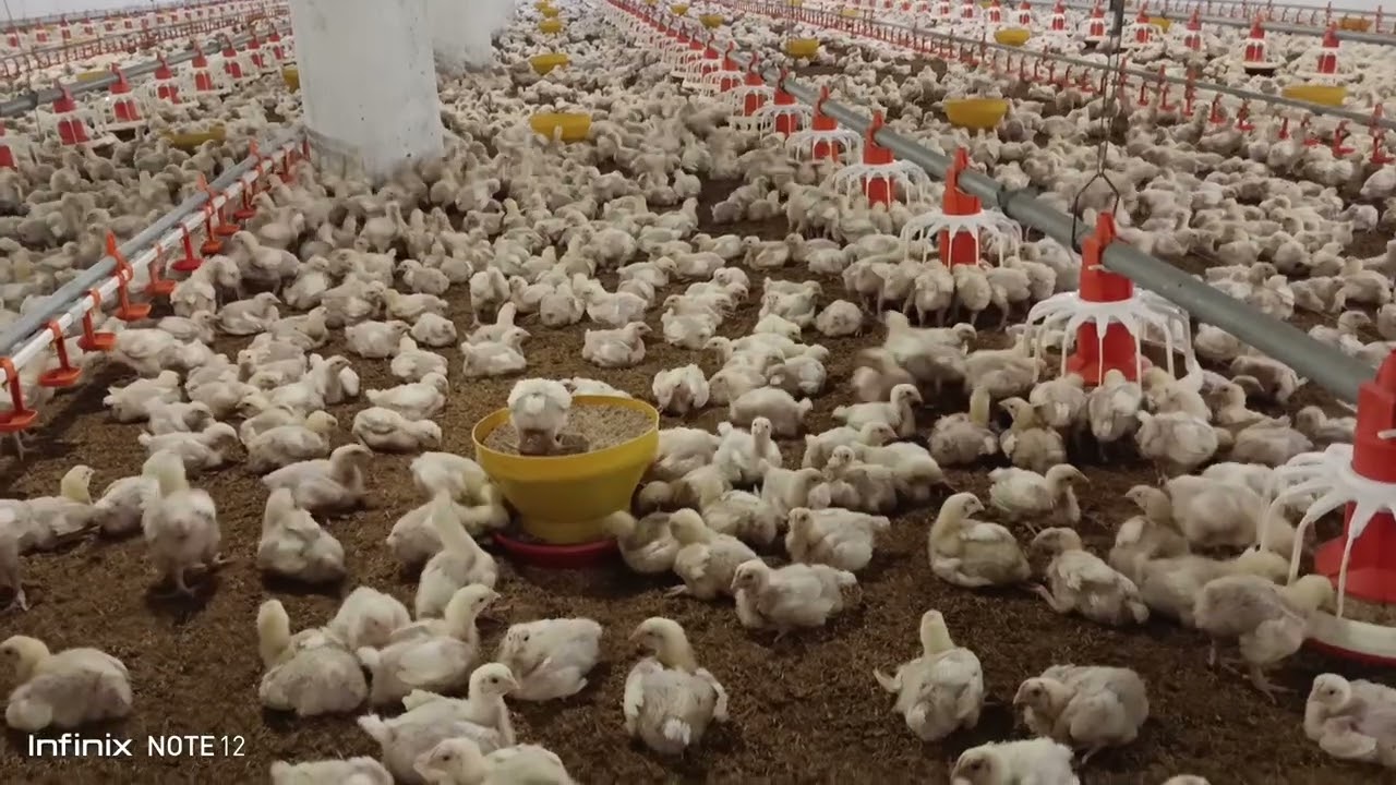 Poultry farm raking for litter management | How to Control CRD, Coccidiosis, Mycoplasma & E.Coli 
