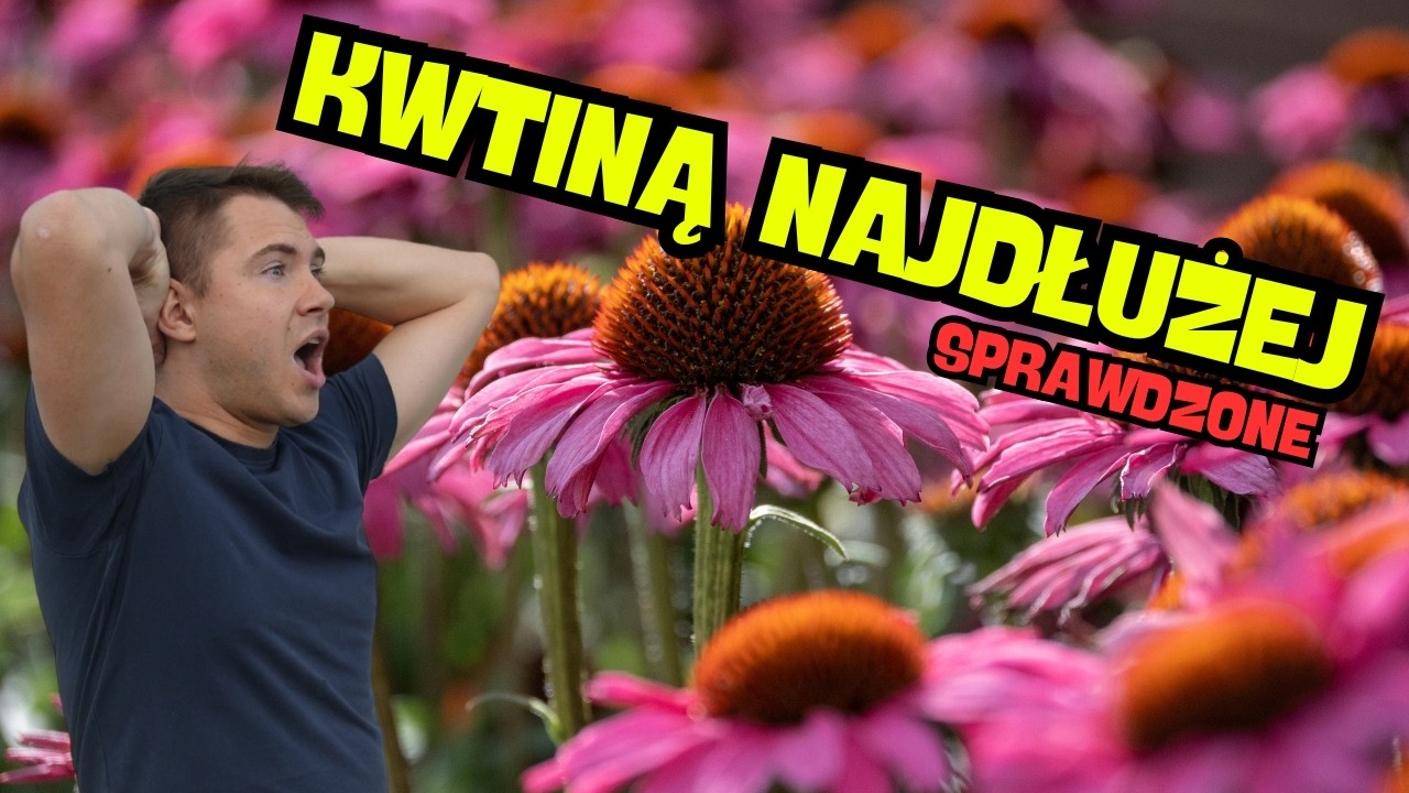 Najdłużej kwitnące byliny 🌸 TOP roślin, które kwitną całe lato