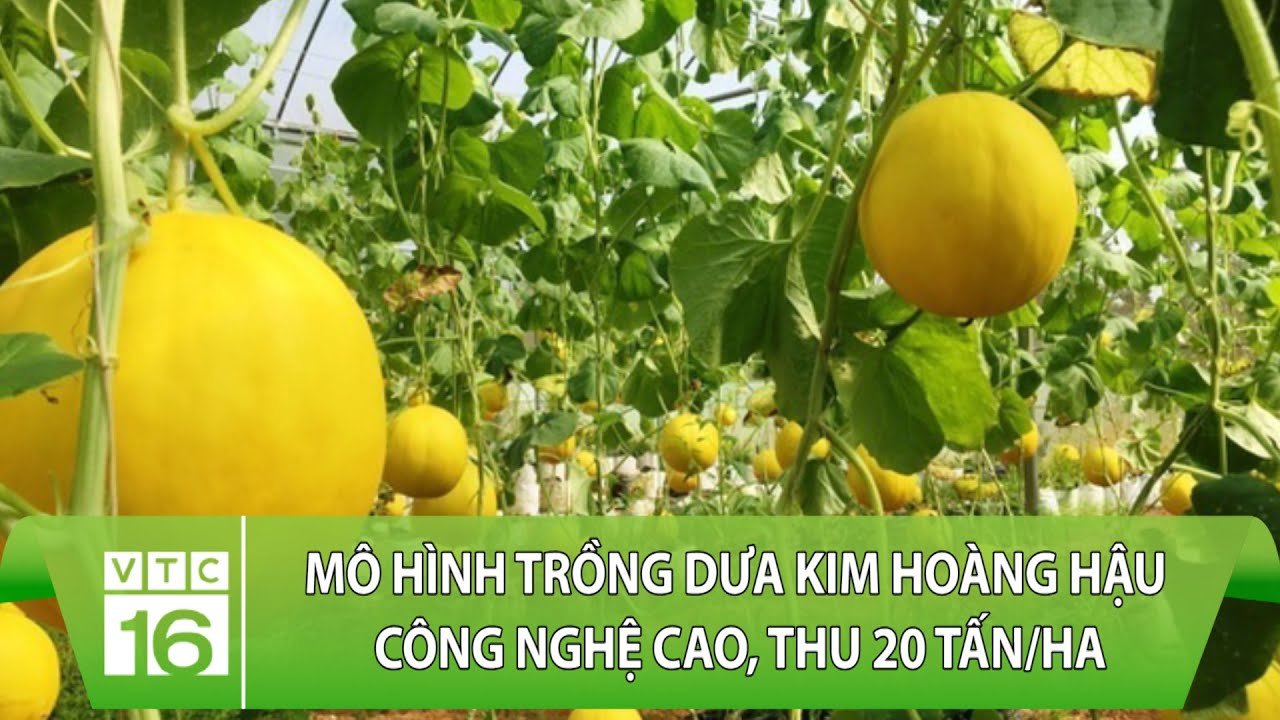 Mô hình trồng dưa kim Hoàng Hậu công nghệ cao, thu 20 tấn/ha | VTC16