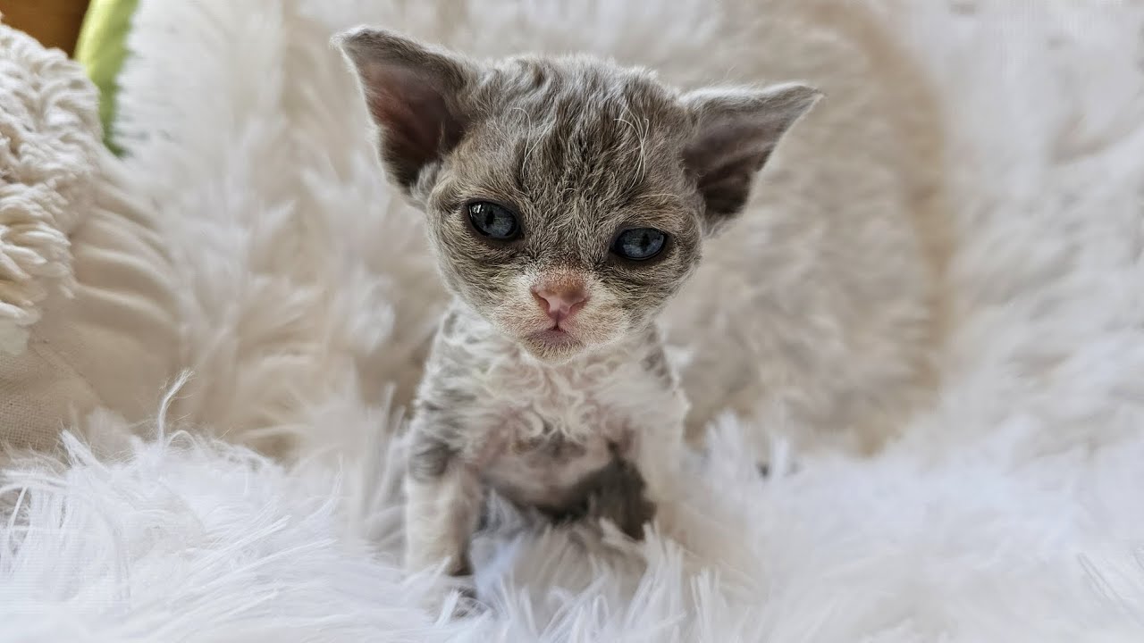 Should you get a Devon Rex kitten?