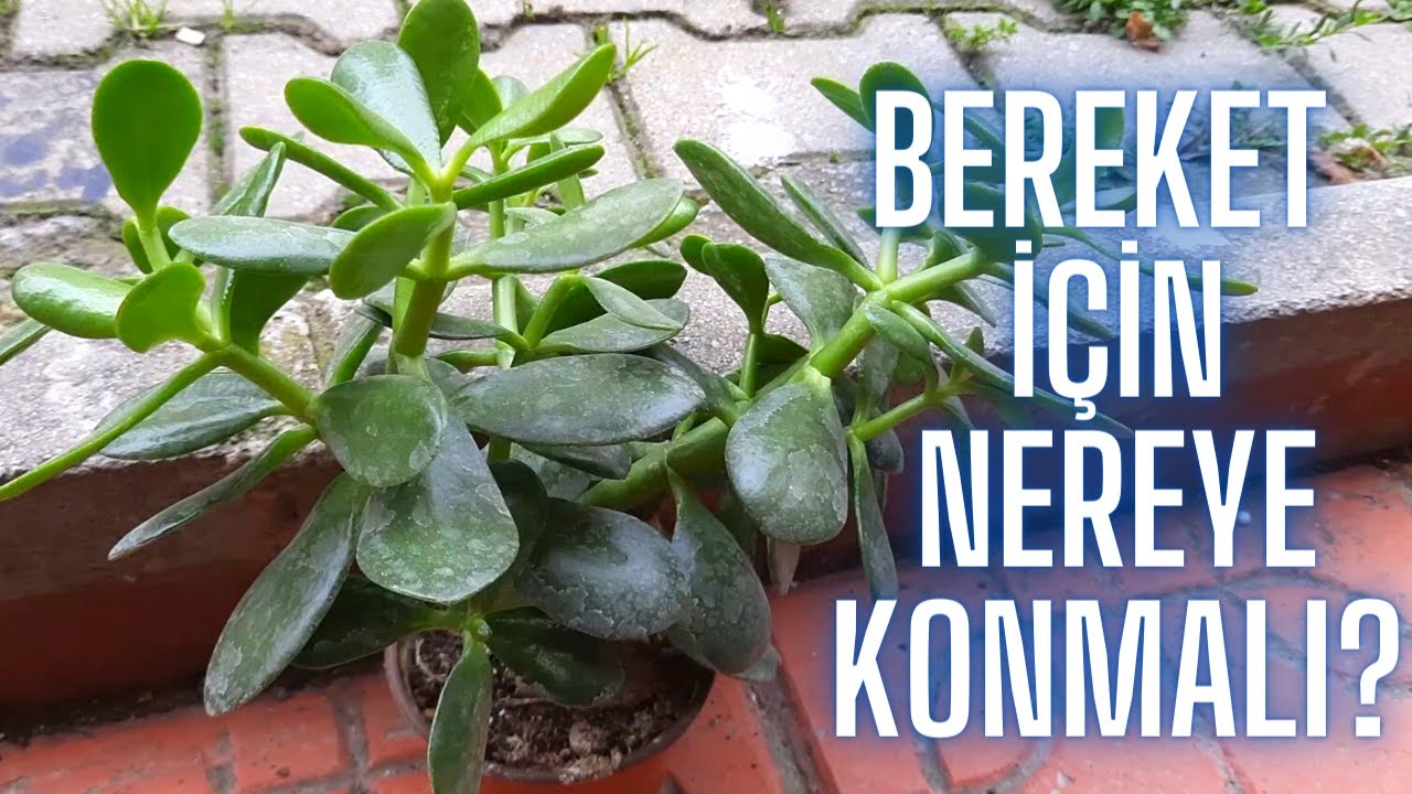 PARA ÇİÇEĞİ BOLLUK BEREKET İÇİN NEREYE KONMALI? (Anlamı / Crassula Ovata Özellikleri) 