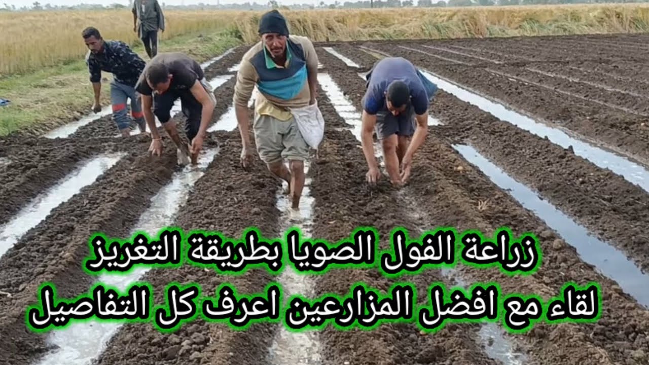 أخيرآ زراعة الفول الصويا بطريقة التغريز لموسم 2025 لقاء مع افضل المزارعين اعرف كل التفاصيل