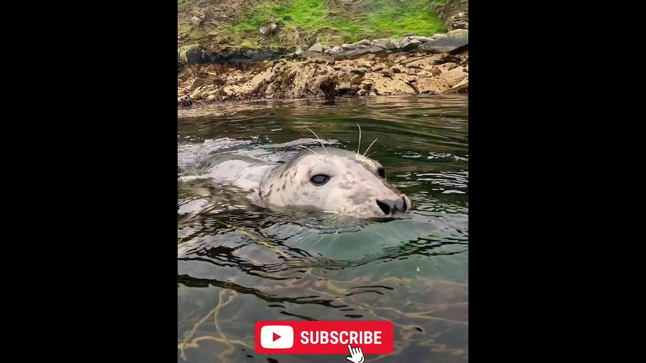 UP CLOSE TO A WILD GREY SEAL #wildlife #shorts #viral #new