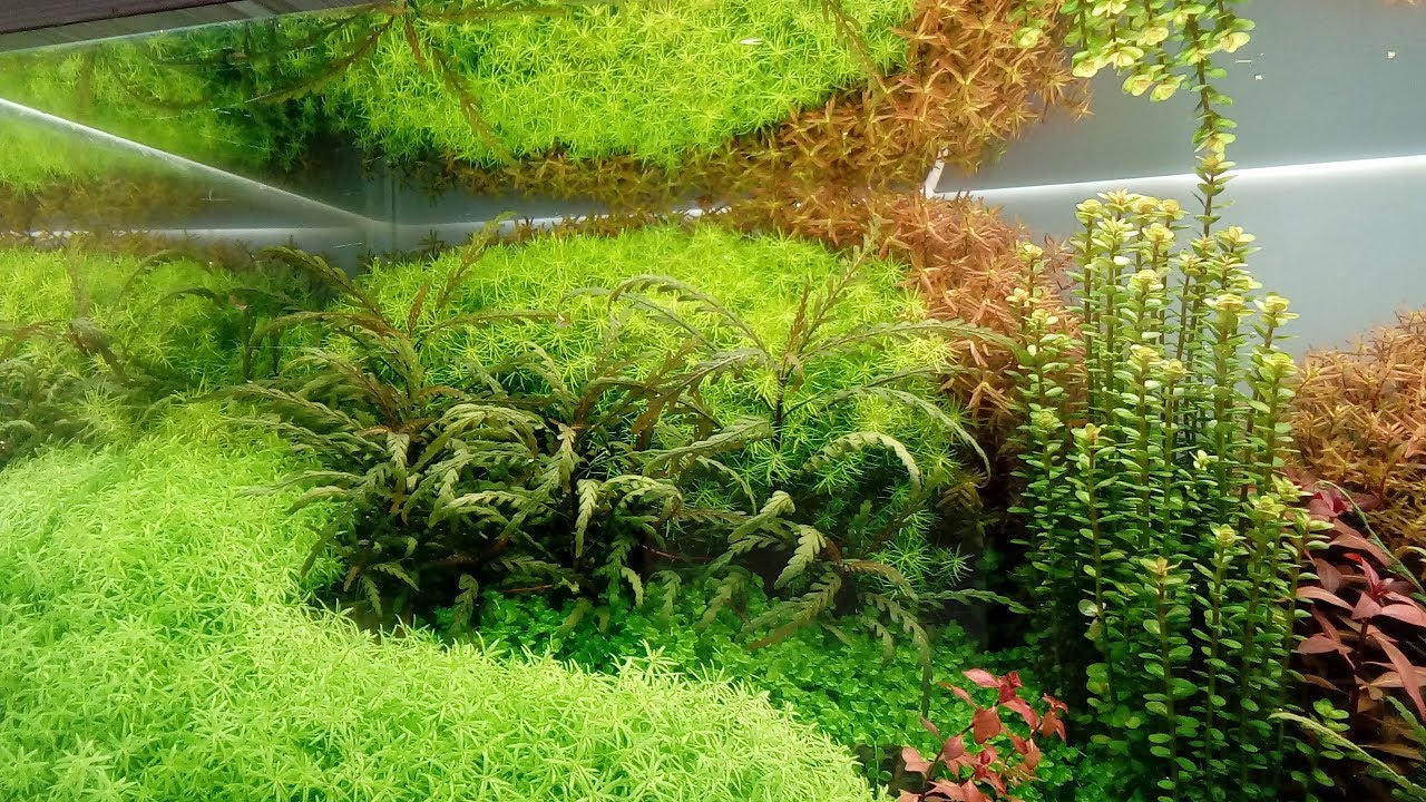 Guia Pratico de Poda em Aquário Plantado Final.