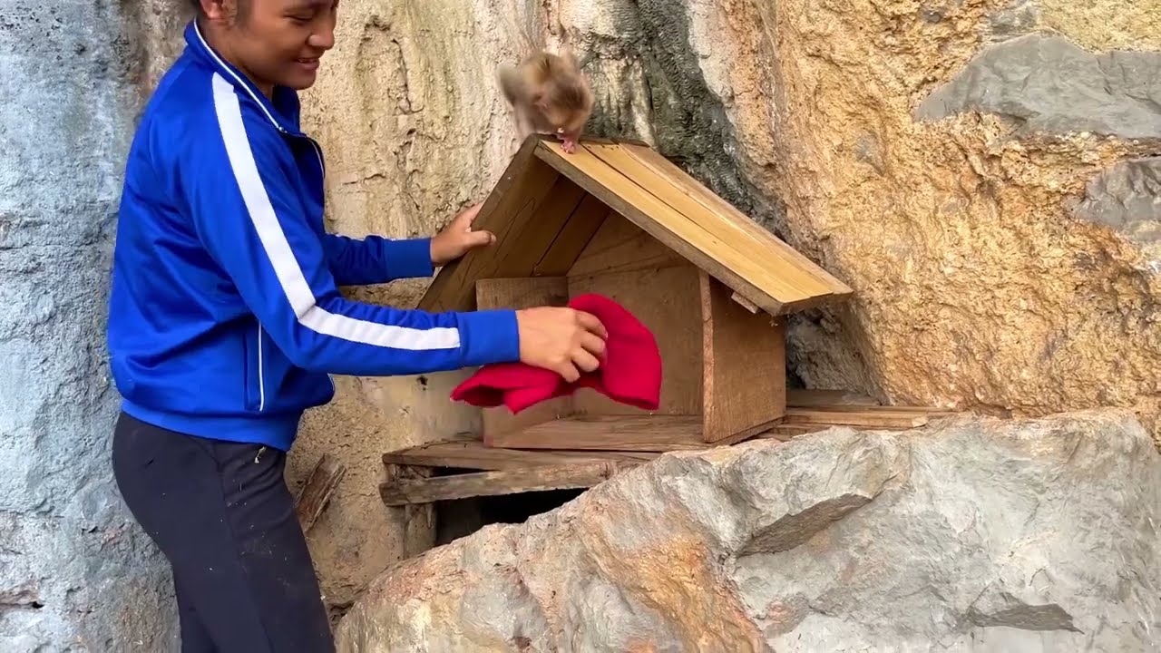 Single girl cleans the house for a poor little monkey in the mountains