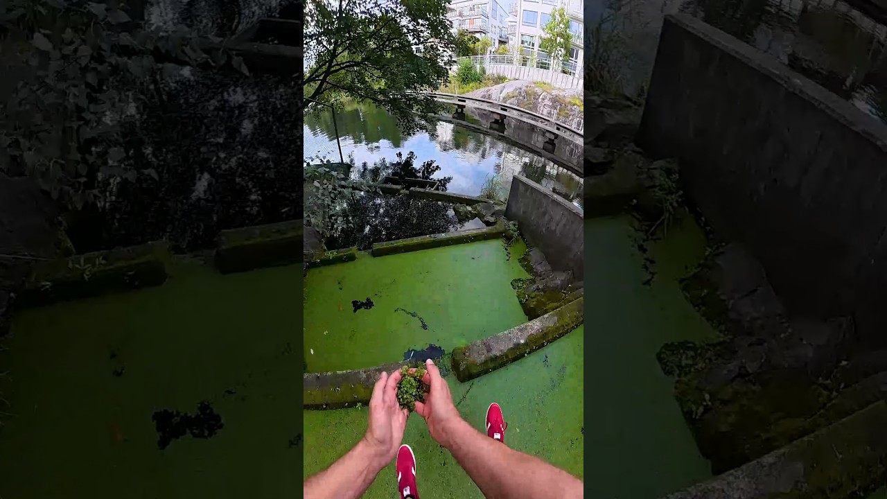 I saved an algae ❤️
