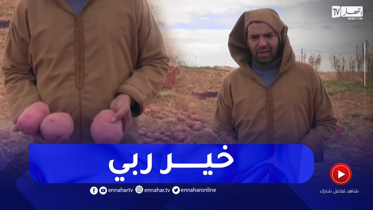 النعامة : فلاحو بلدية عين بن خليل يحققون نتائج جيدة في انتاج البطاطا غير الموسمية