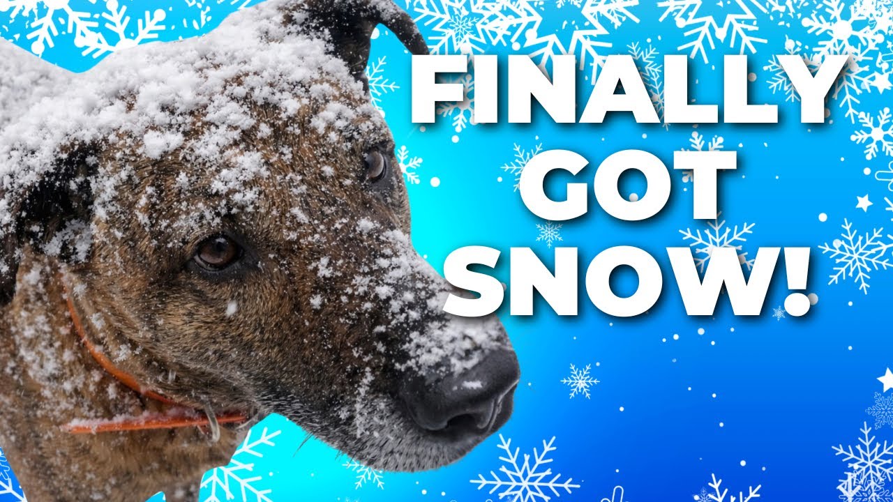 Snow Day in the Mountains | Checking on the Birds & Fagan’s First Big Snow